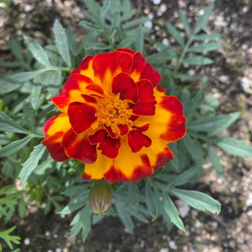 tsaunaz.bsky.social's profile picture