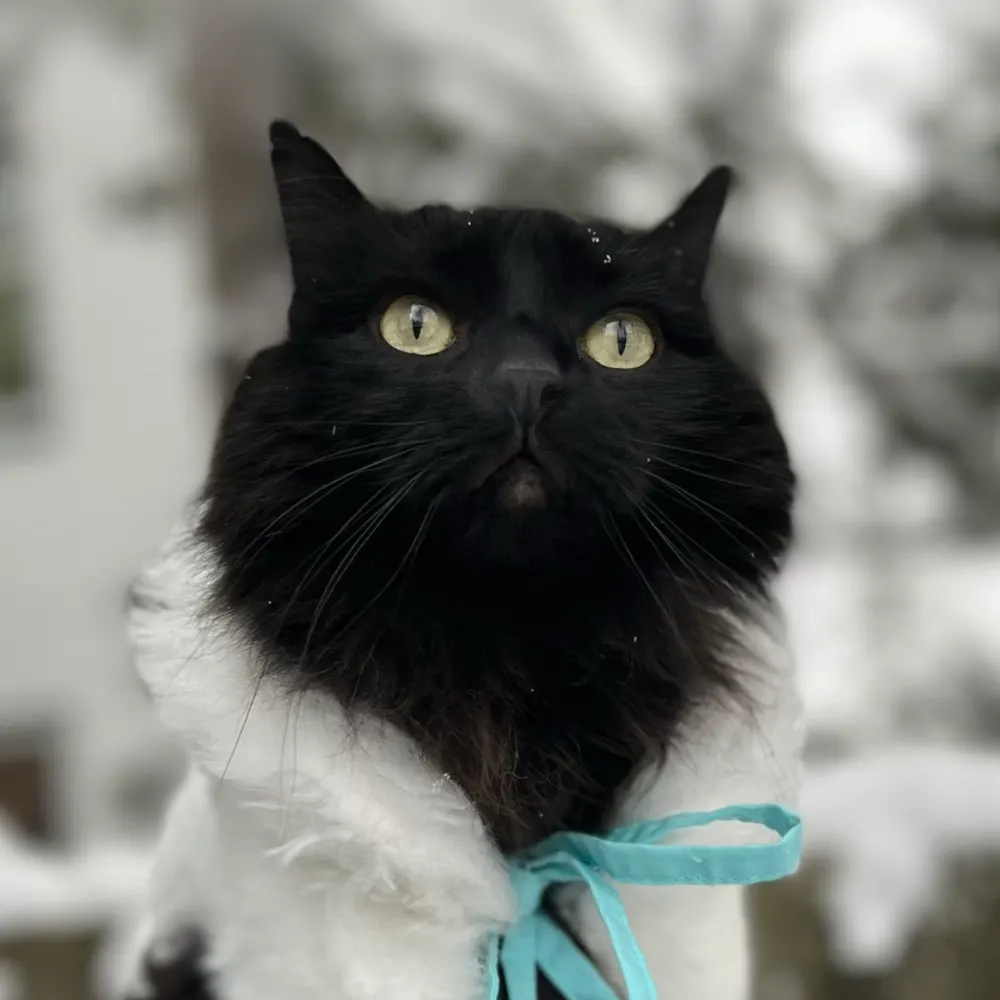 incapotomus.bsky.social's profile picture