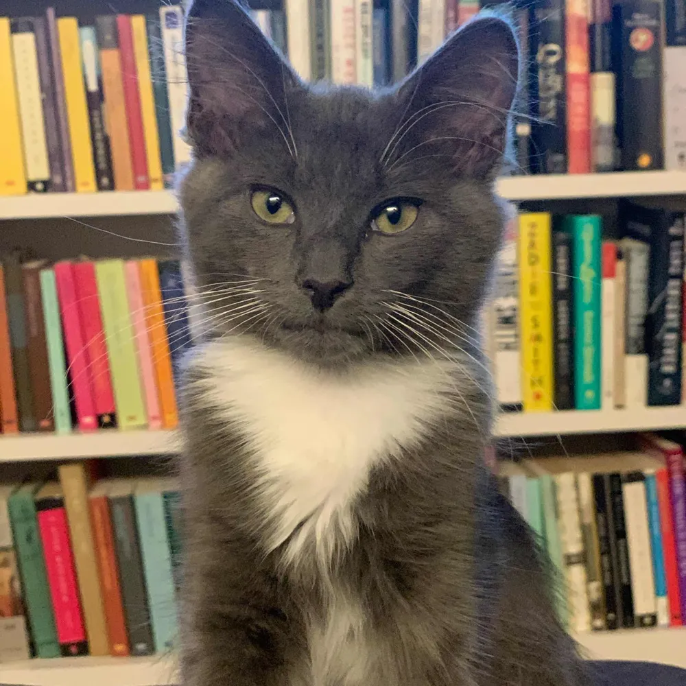 gizmotronic.bsky.social's profile picture