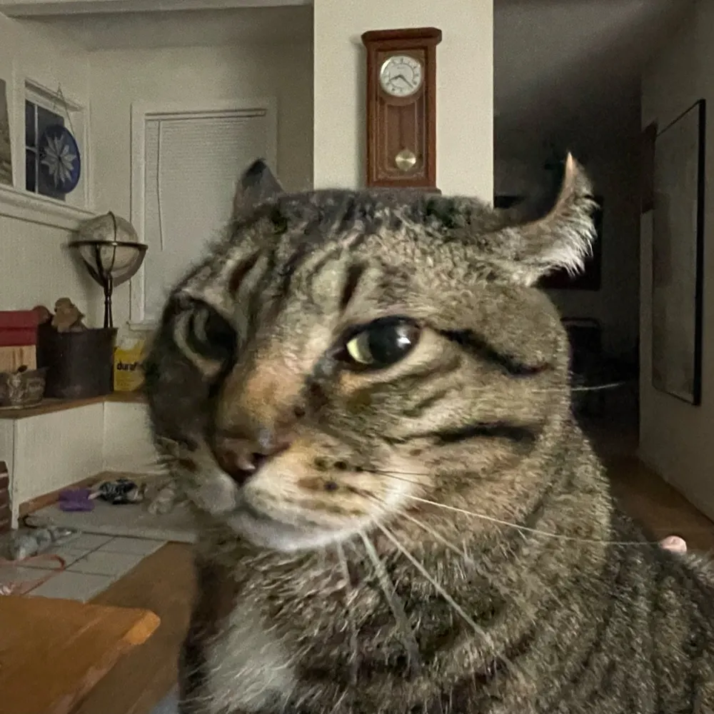 boxlynx.bsky.social's profile picture