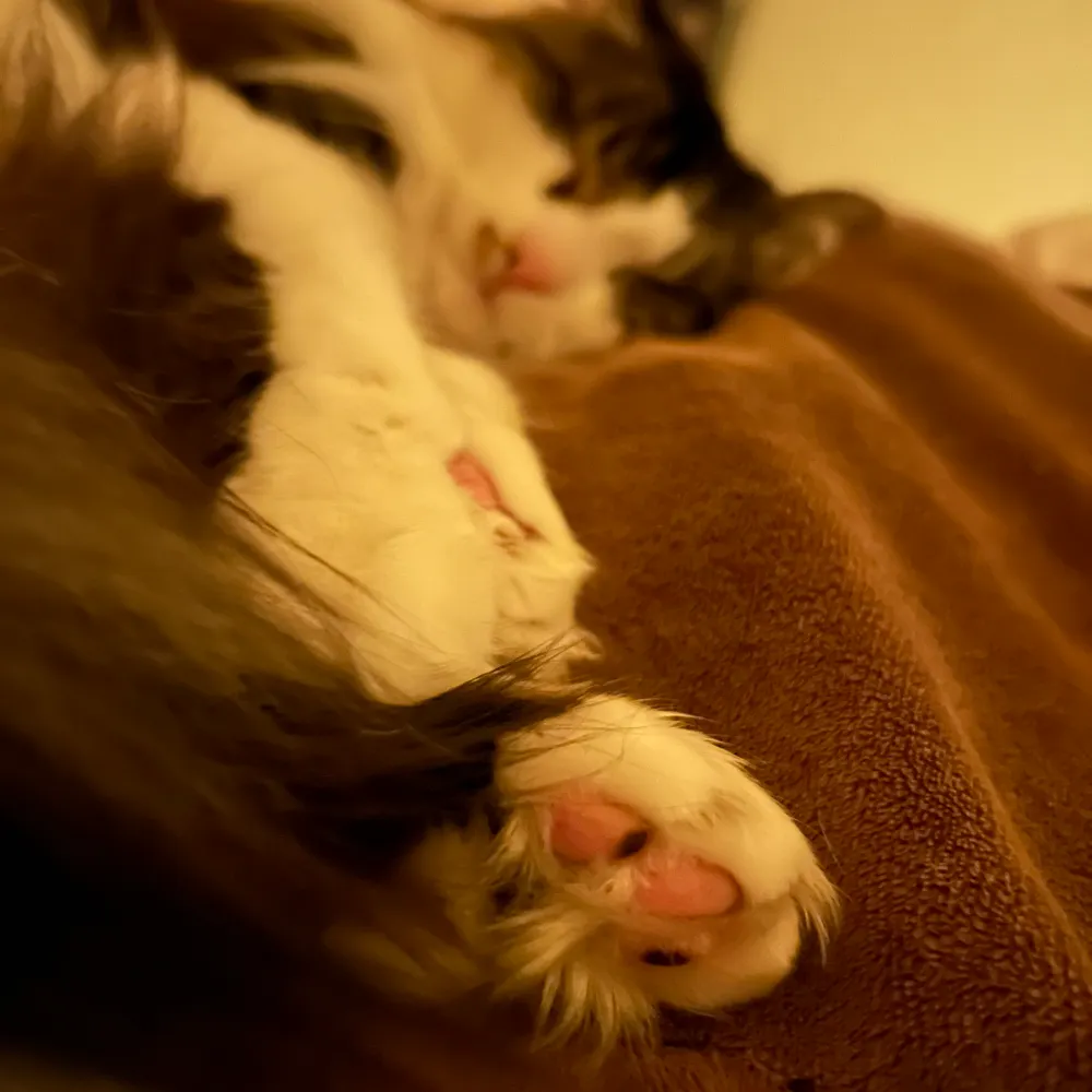 jaymarose.bsky.social's profile picture