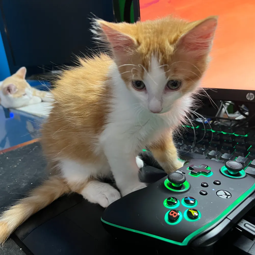 crits4cats.org's profile picture