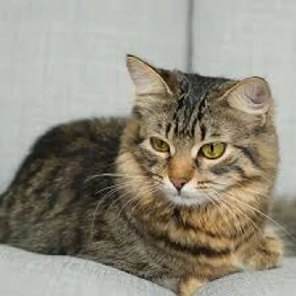 formertwtruser.bsky.social's profile picture