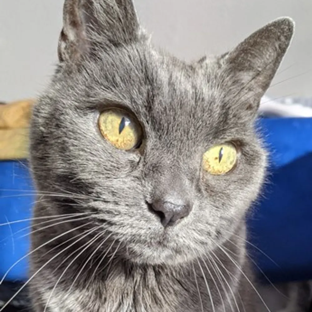 spaceweft.bsky.social's profile picture