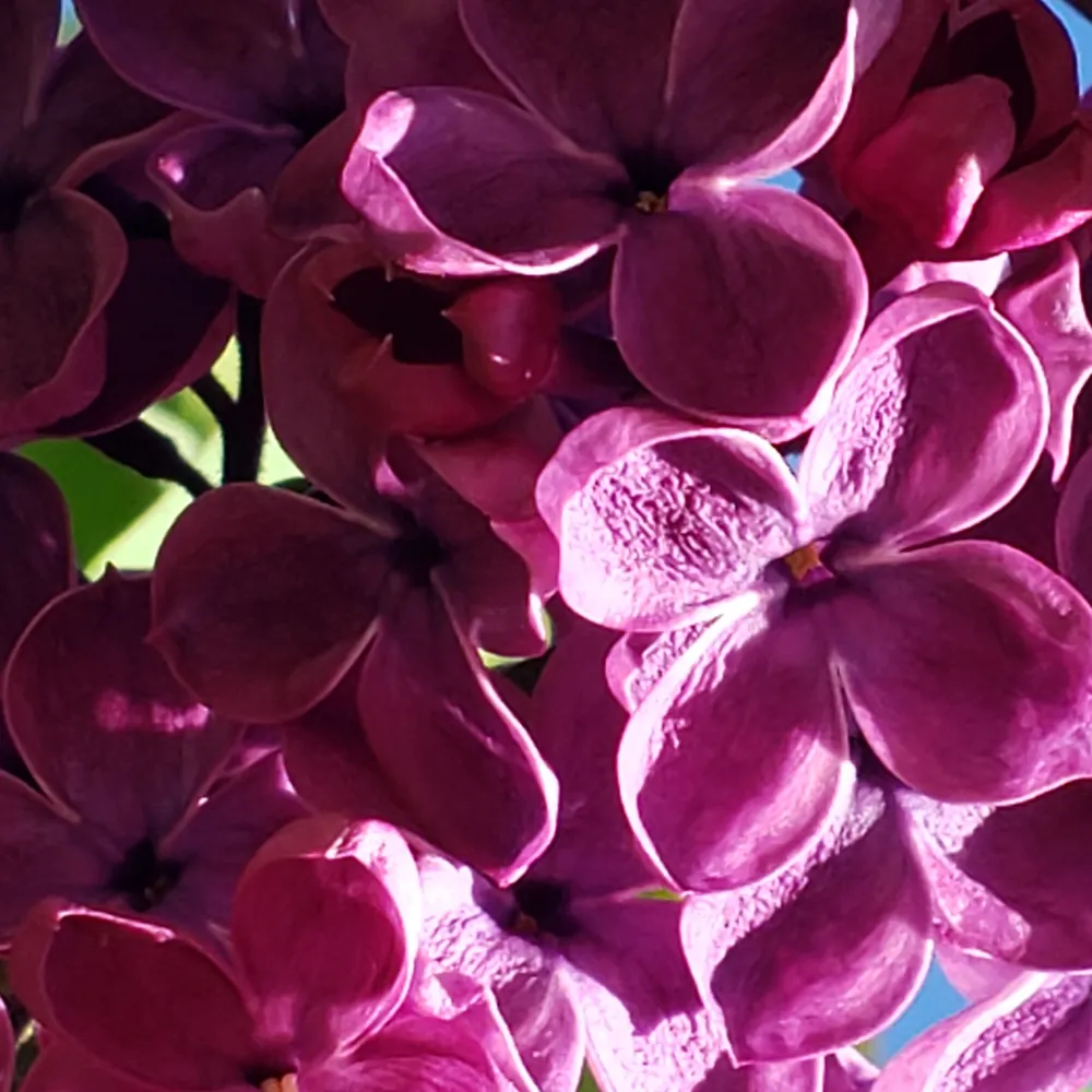 jennmaitri.bsky.social's profile picture