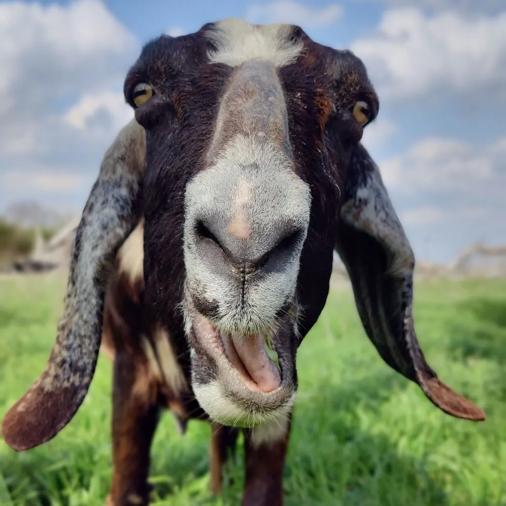 blueheronfarm.bsky.social's profile picture