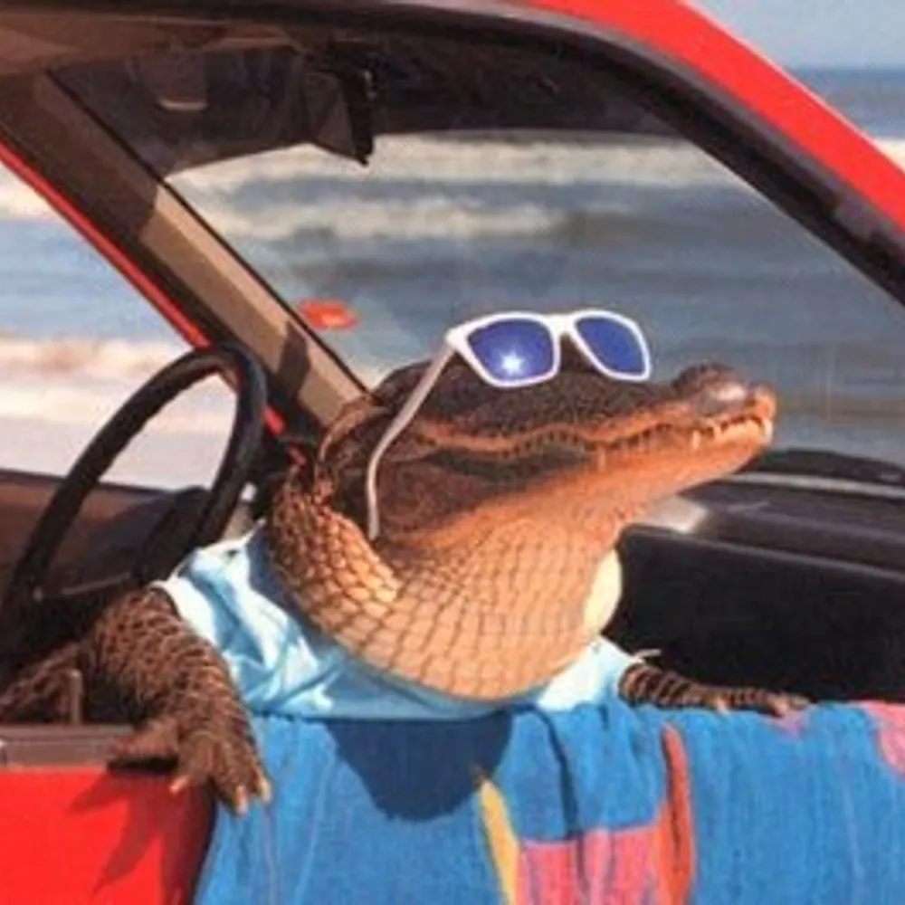 punksly.bsky.social's profile picture