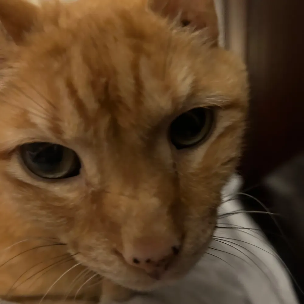 lauraonthelevel.bsky.social's profile picture