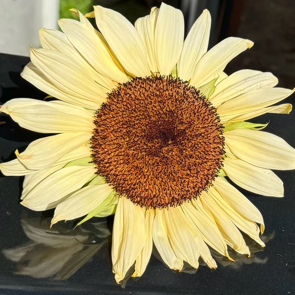 bluemoot.bsky.social's profile picture