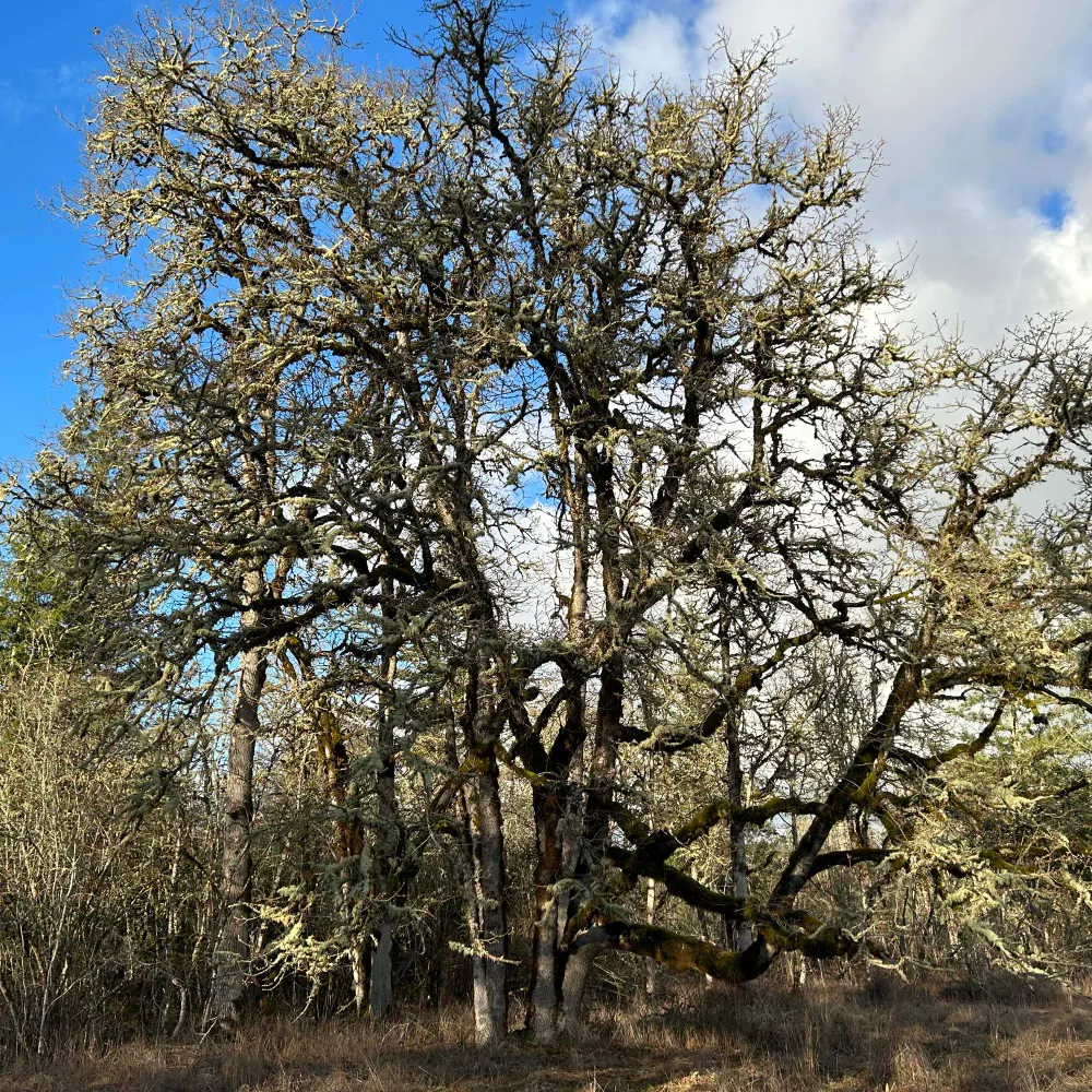 treeservant.bsky.social's profile picture