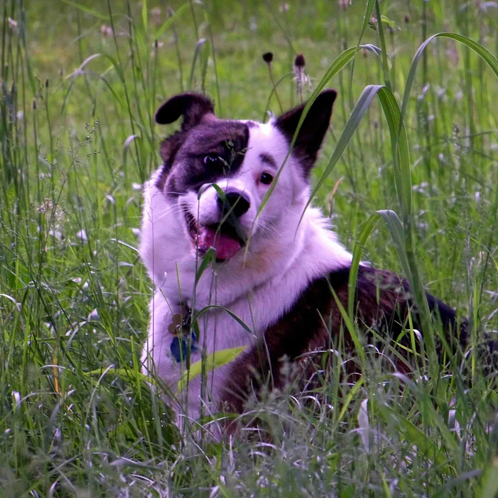 wolfsilveroak.bsky.social's profile picture