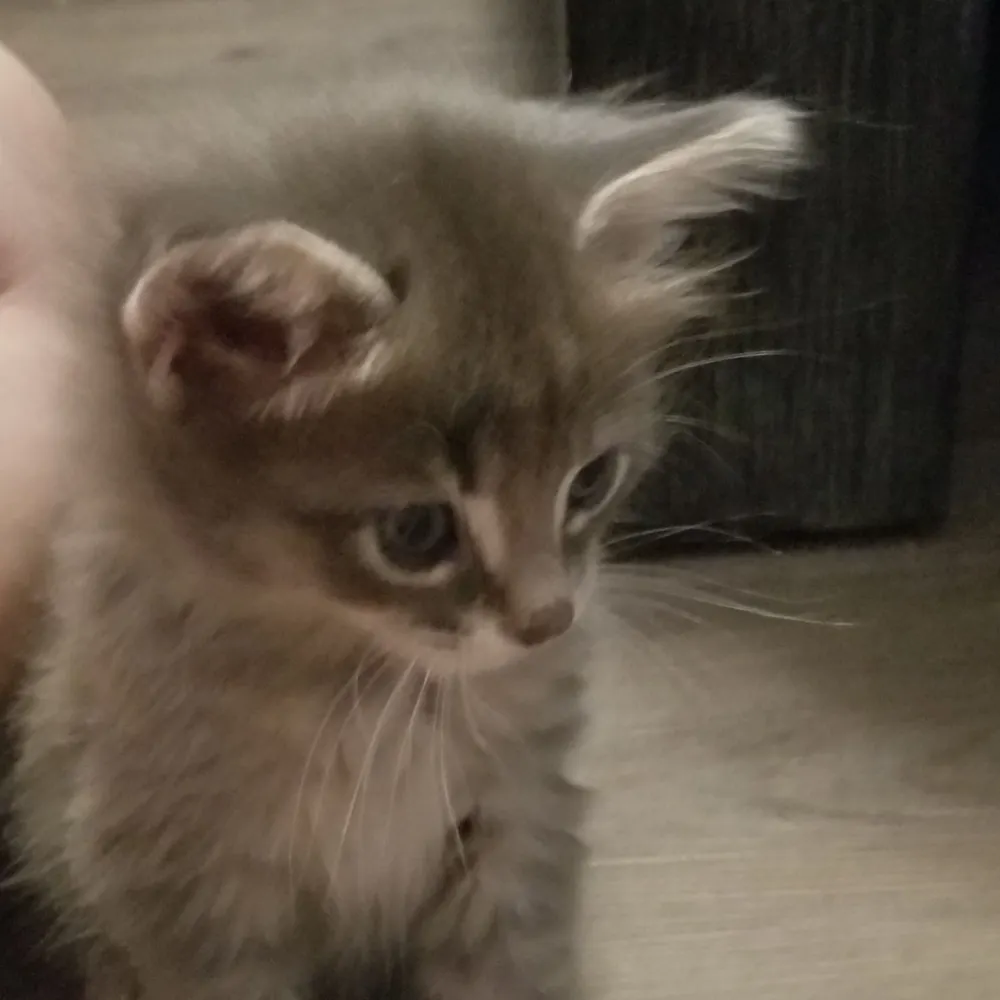 myshkin11.bsky.social's profile picture