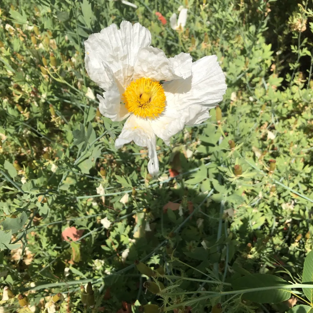 auntieranty.bsky.social's profile picture