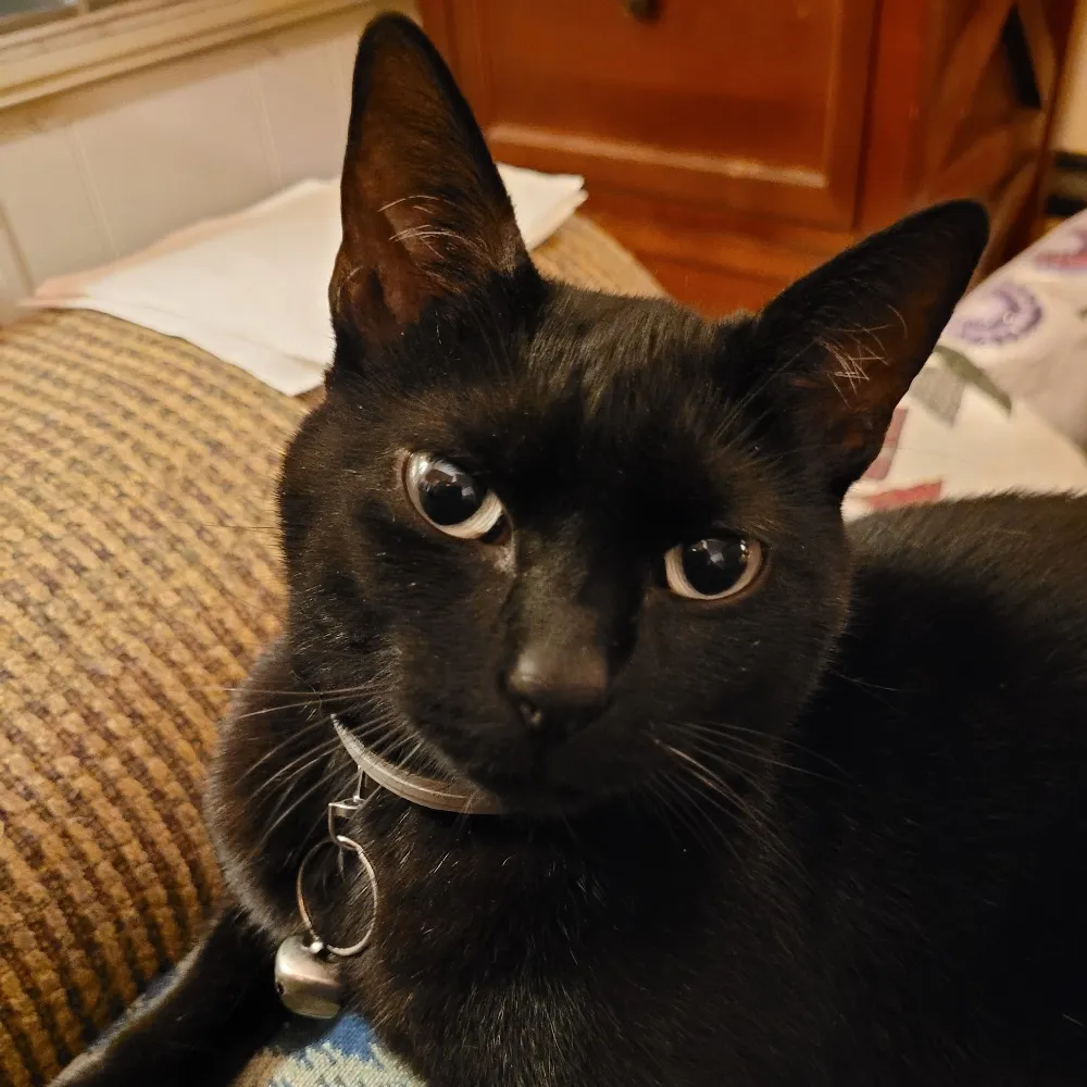 tracielovescats.bsky.social's profile picture