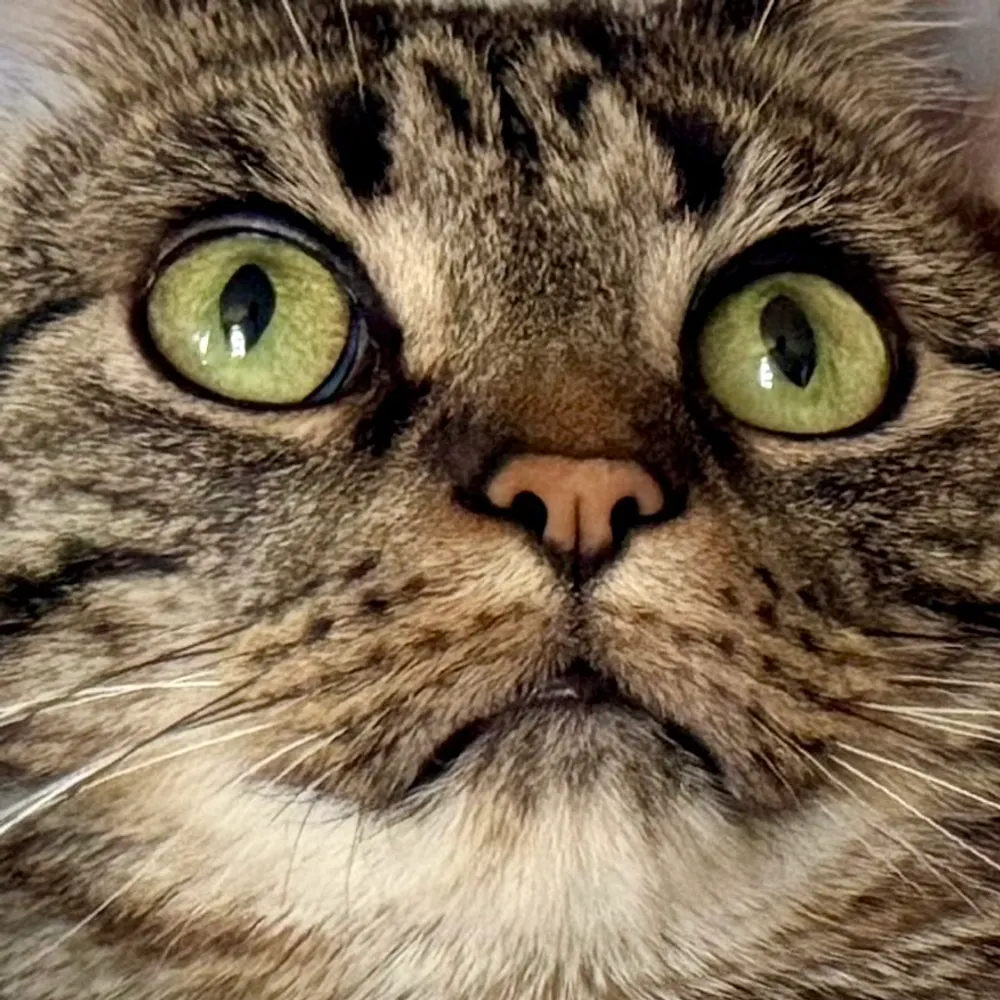 mctabby.bsky.social's profile picture