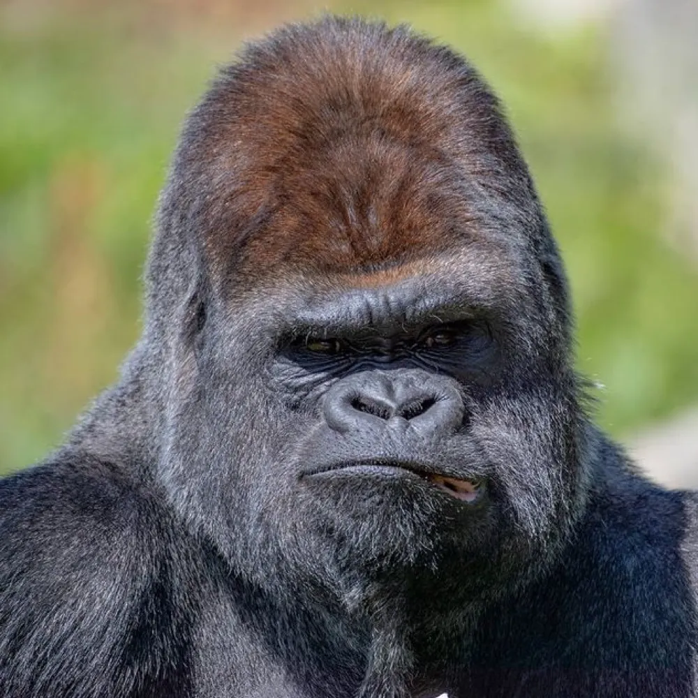 irlgorilla.bsky.social's profile picture