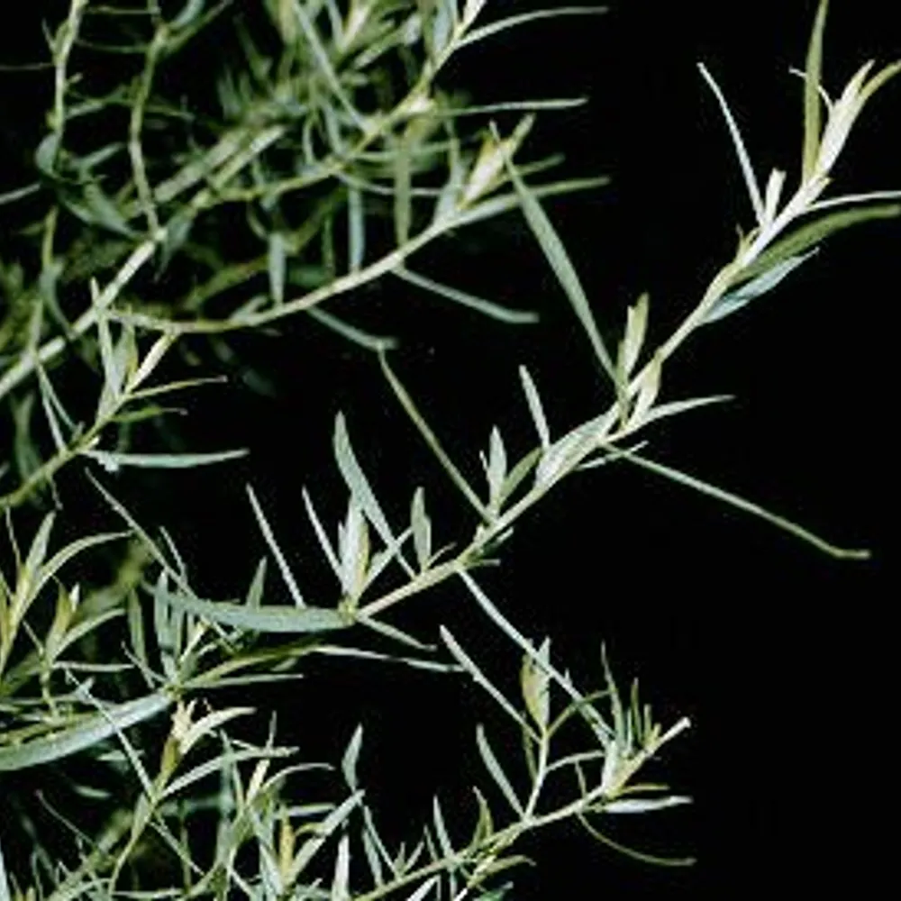 aragorn-estragon.bsky.social's profile picture