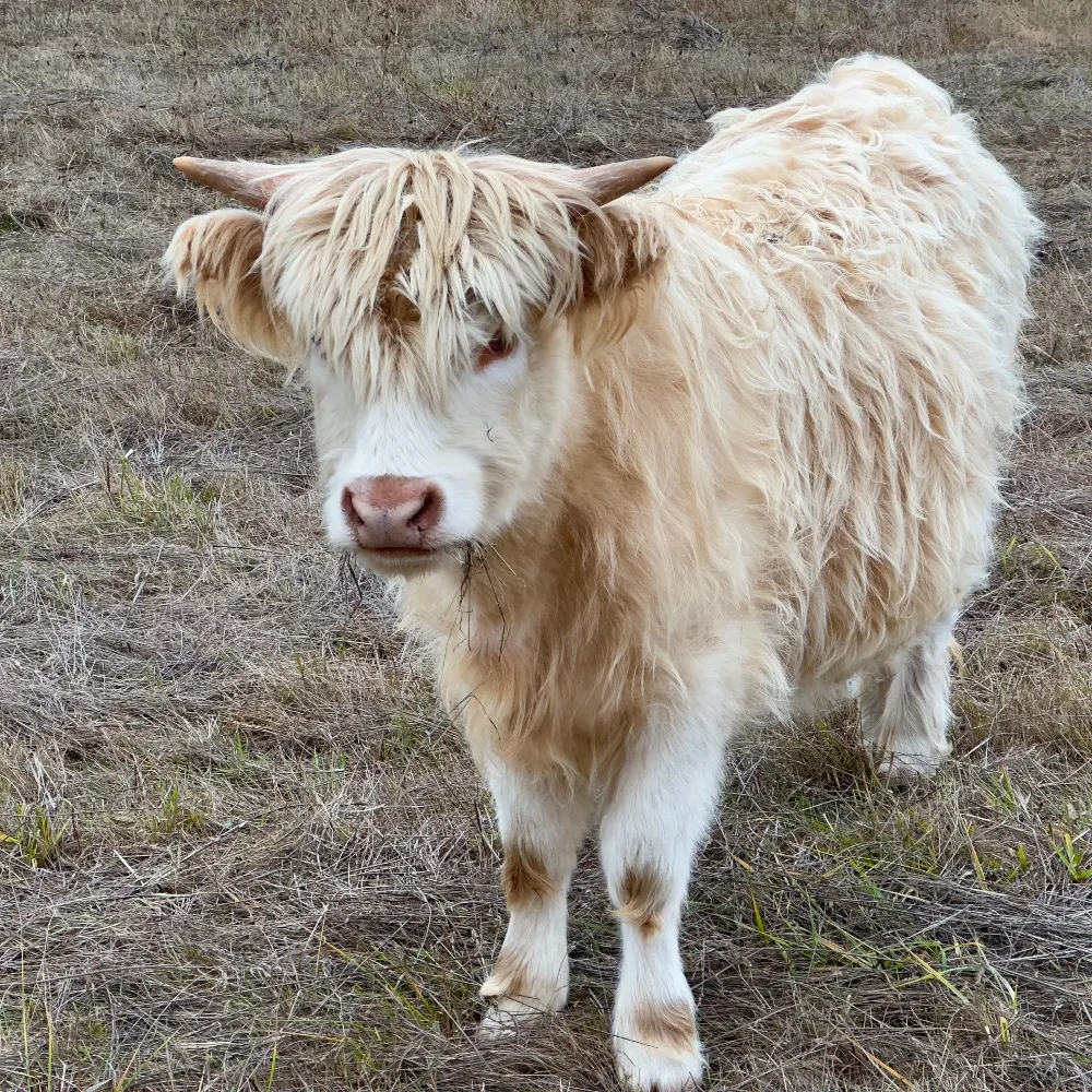 saukfish.bsky.social's profile picture