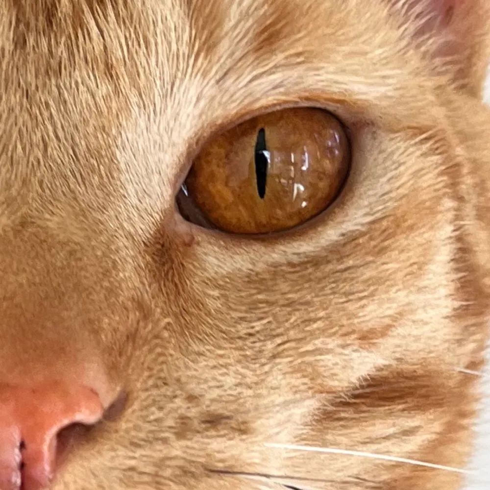 runswithtigers.bsky.social's profile picture