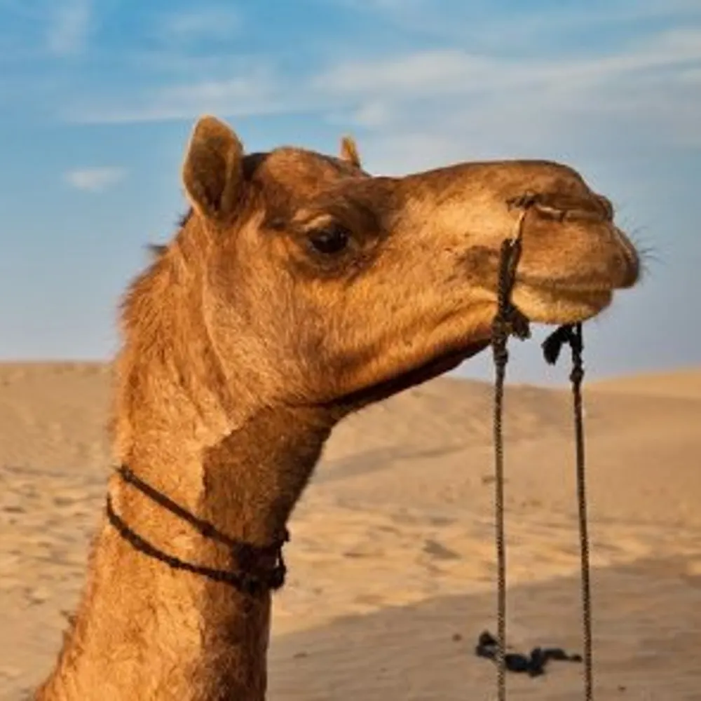 you-bastard.bsky.social's profile picture