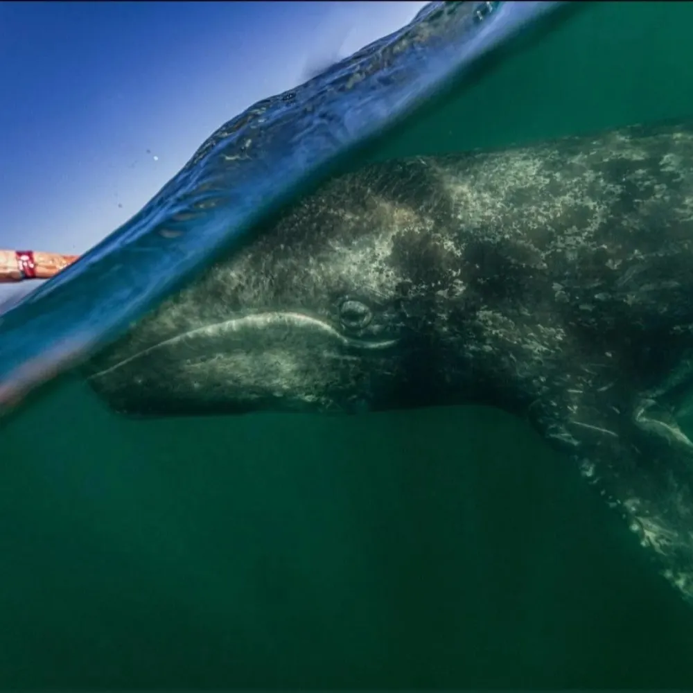 its-mae-bae.bsky.social's profile picture