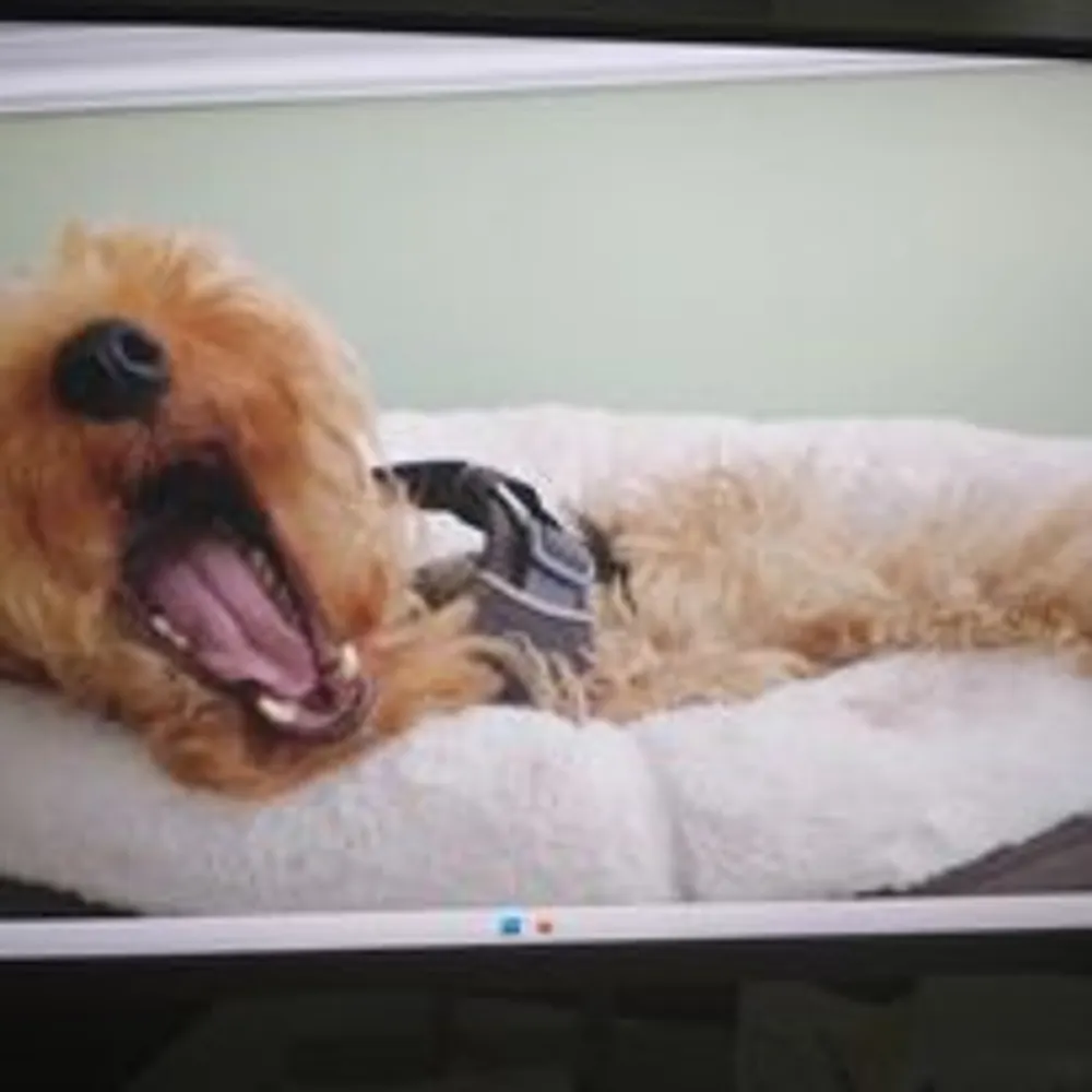 linwetzel.bsky.social's profile picture