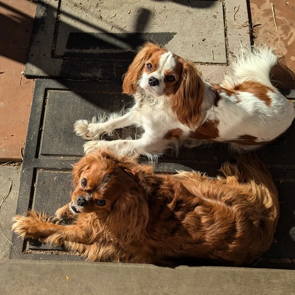 katepupulu.bsky.social's profile picture