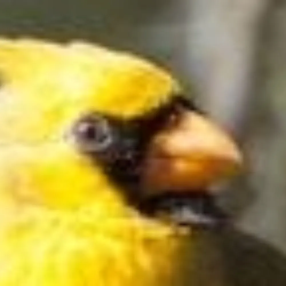 saffronflight.bsky.social's profile picture