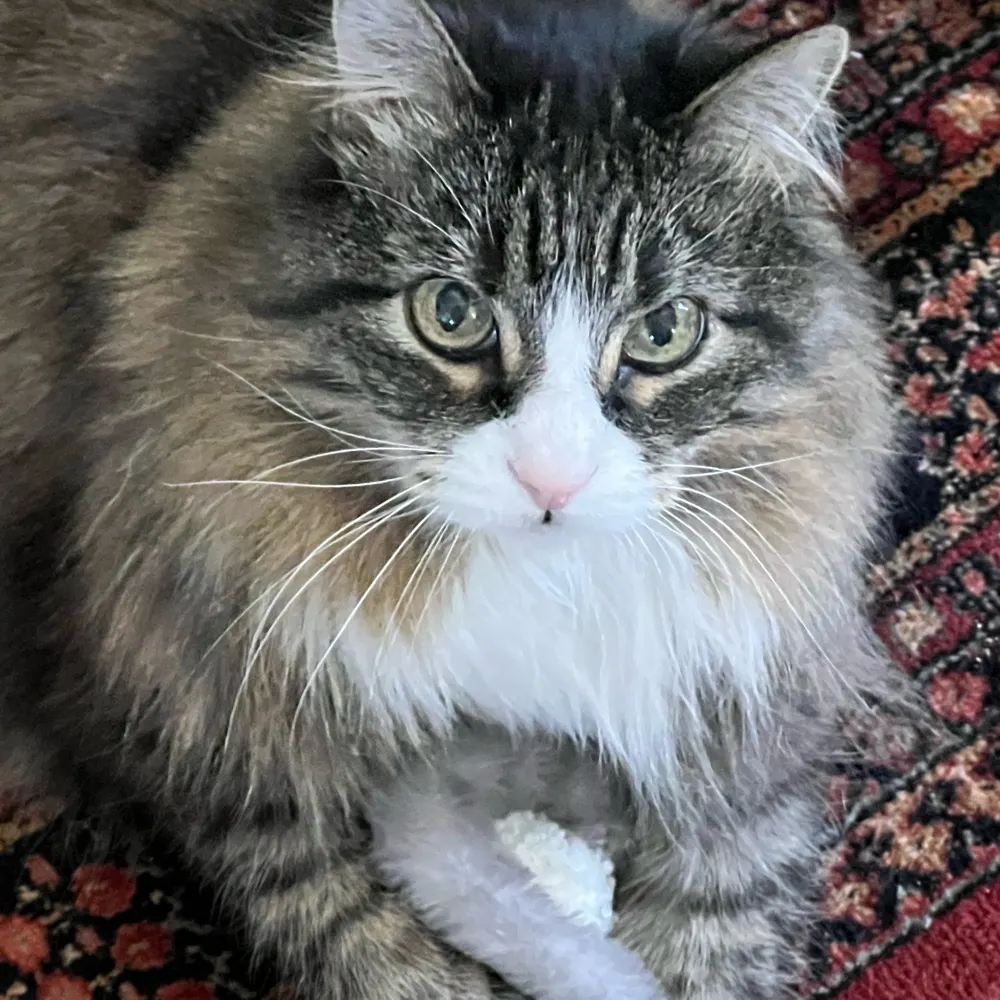 4legsrgood.bsky.social's profile picture