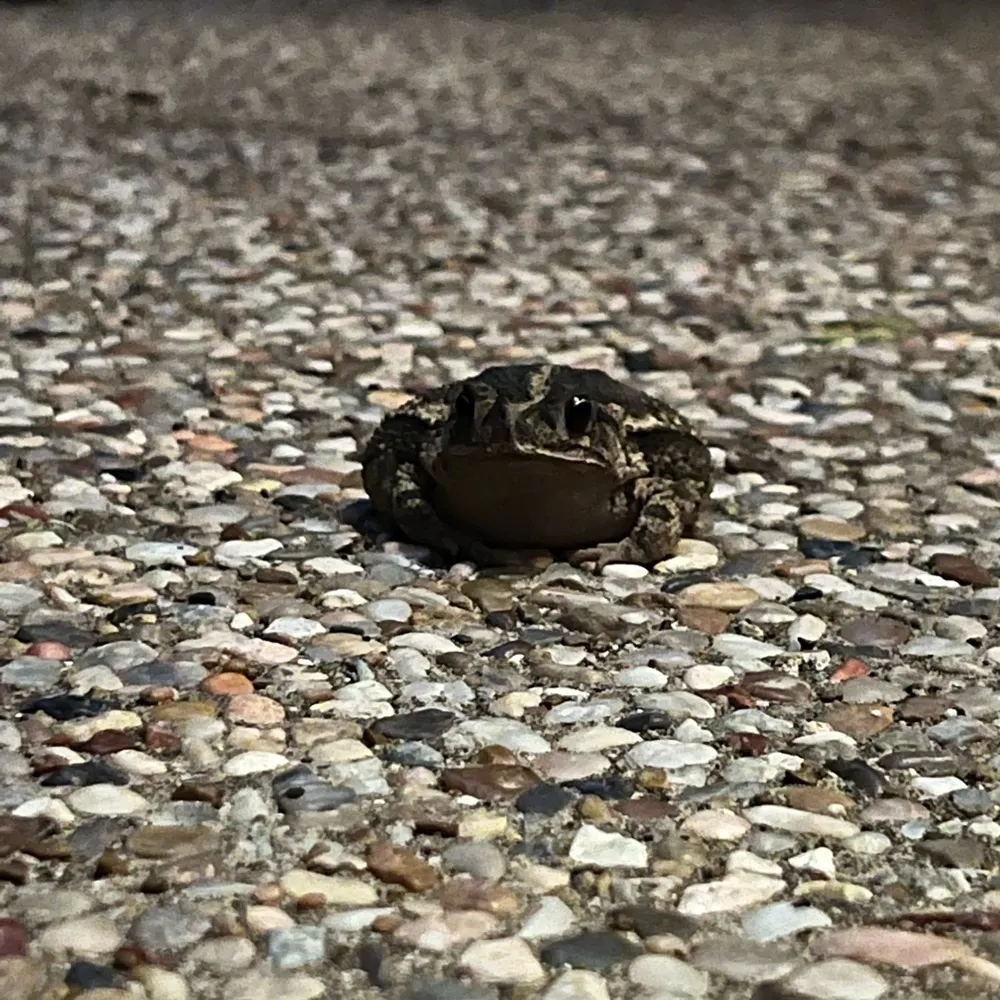 reliablerip.bsky.social's profile picture