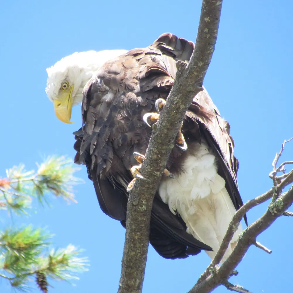 libertyshimmer.bsky.social's profile picture