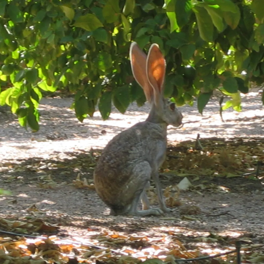 nectar-vam77.bsky.social's profile picture