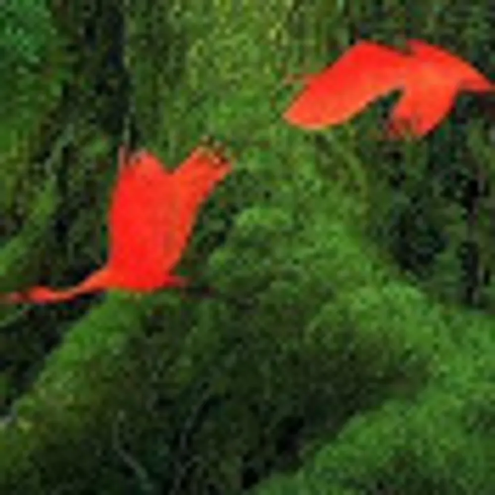 phantasiu.bsky.social's profile picture