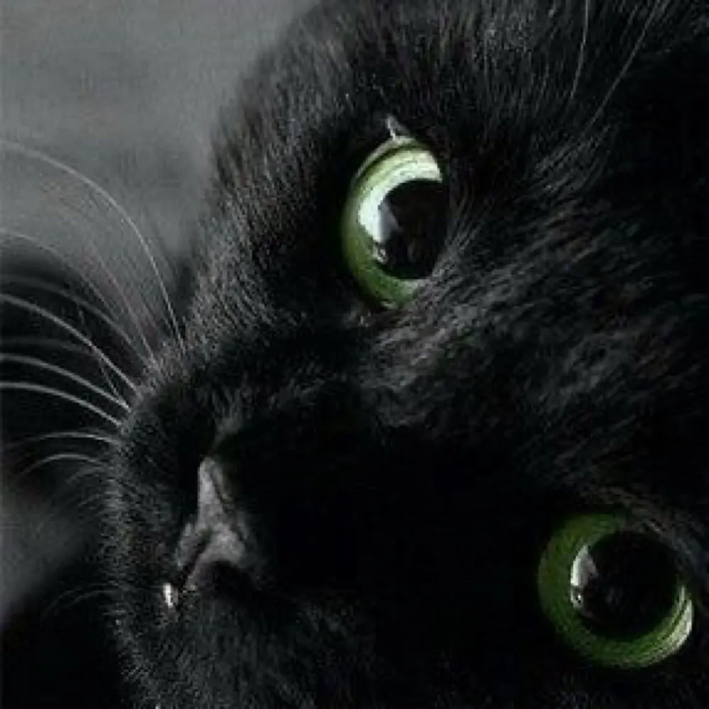 catgirlx1893.bsky.social's profile picture