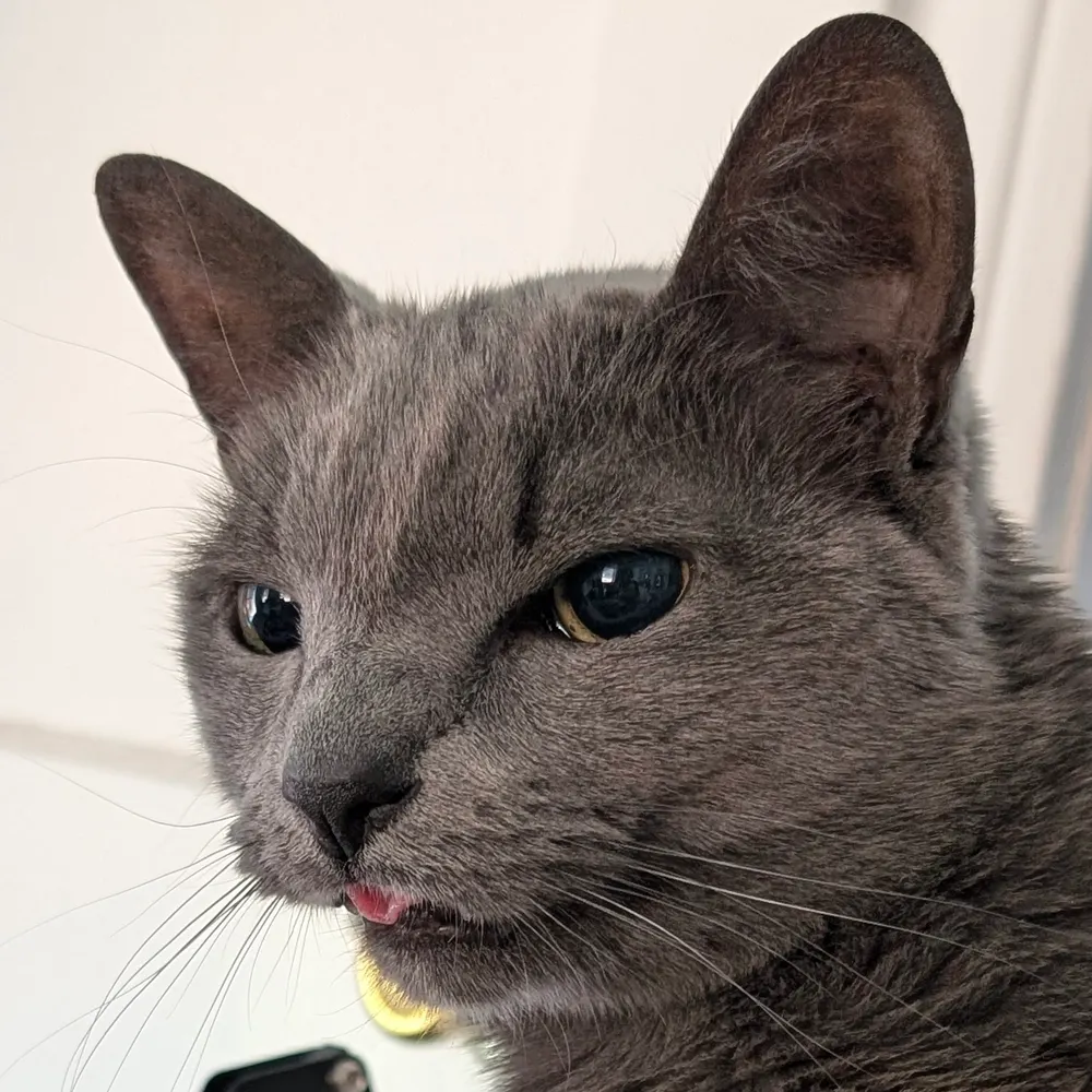 birdbeech.bsky.social's profile picture