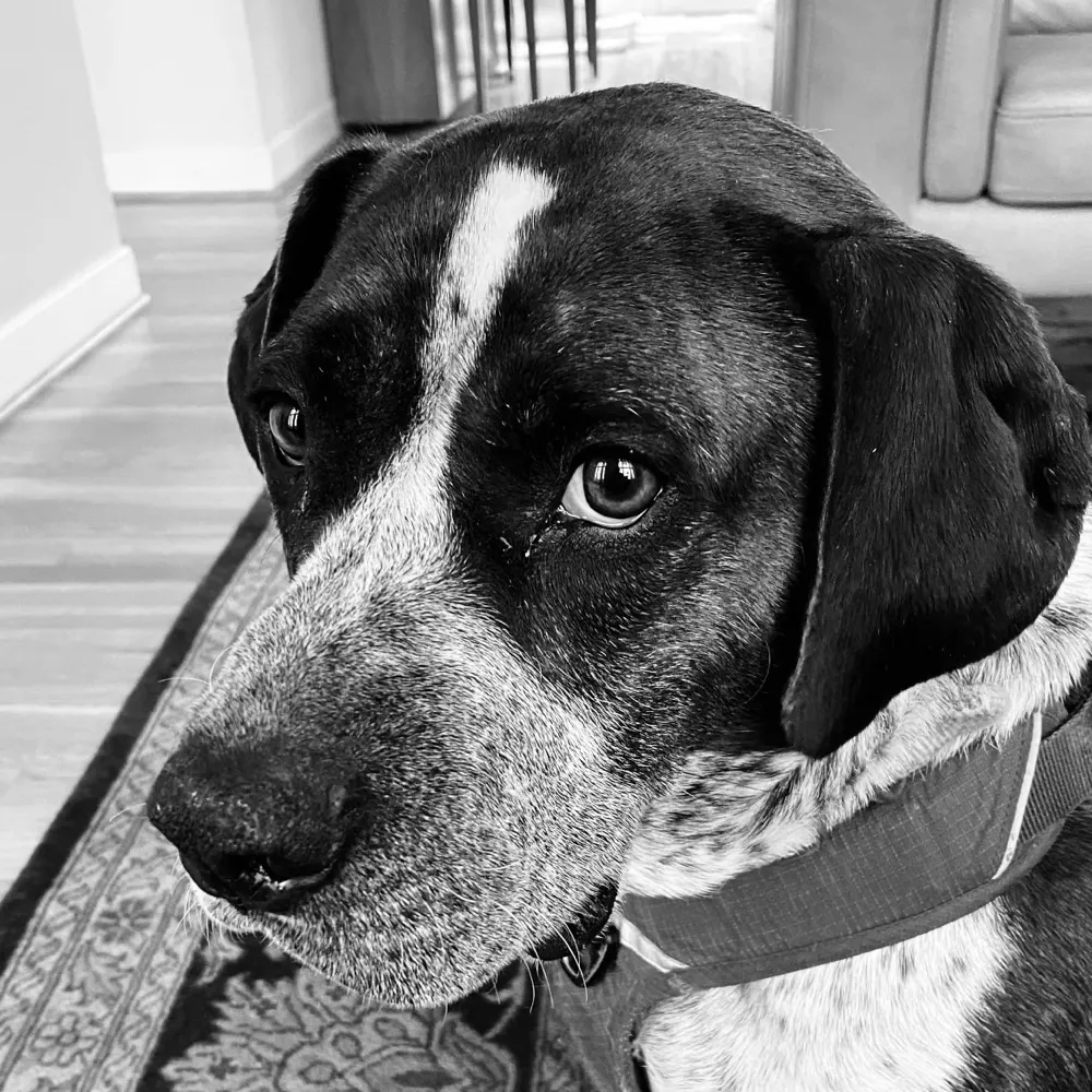 mangy-dog.bsky.social's profile picture