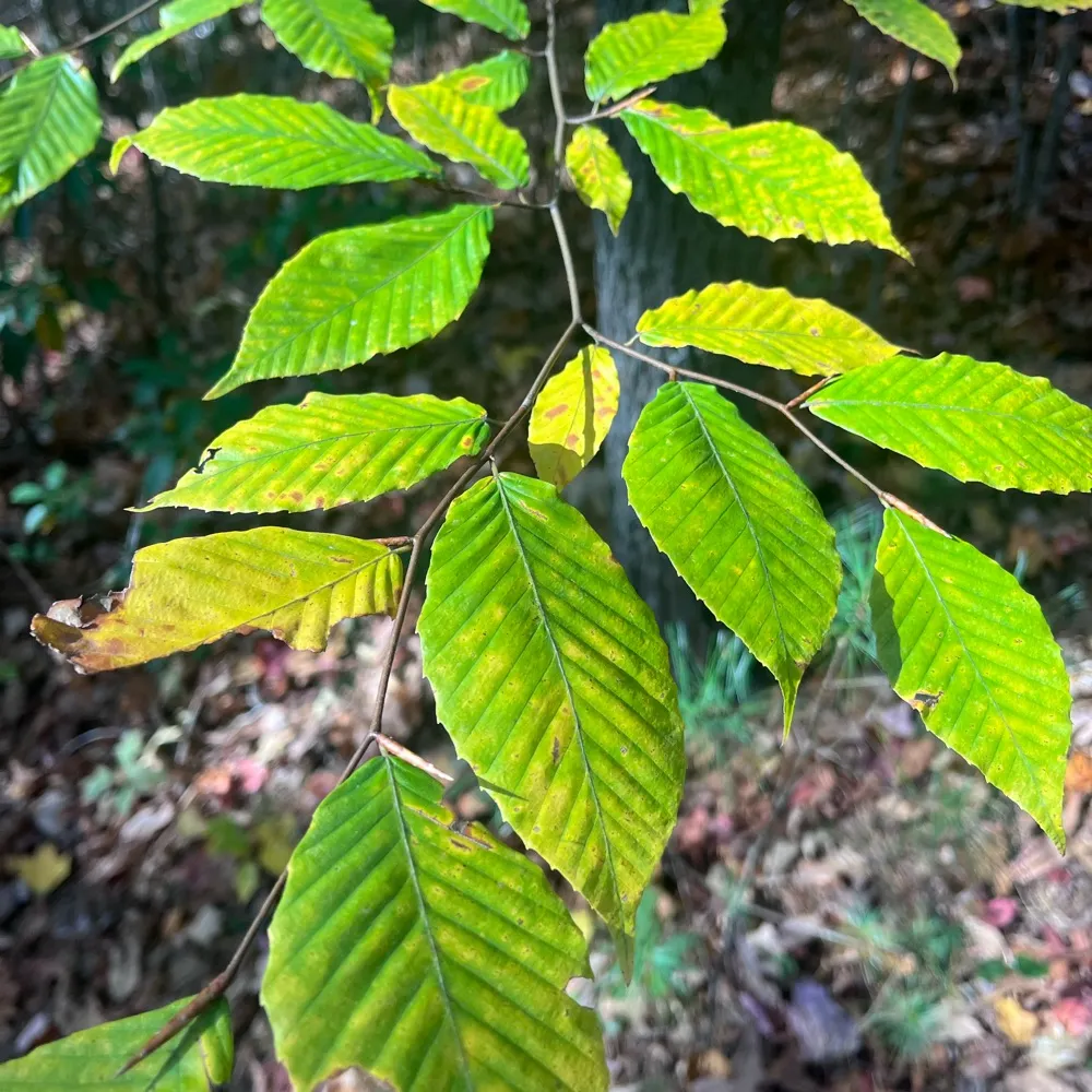 thomaslawrence88.bsky.social's profile picture