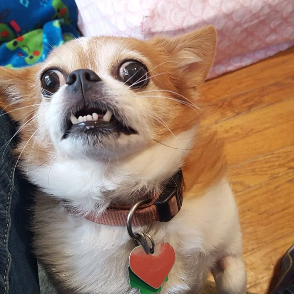 crabinak.bsky.social's profile picture