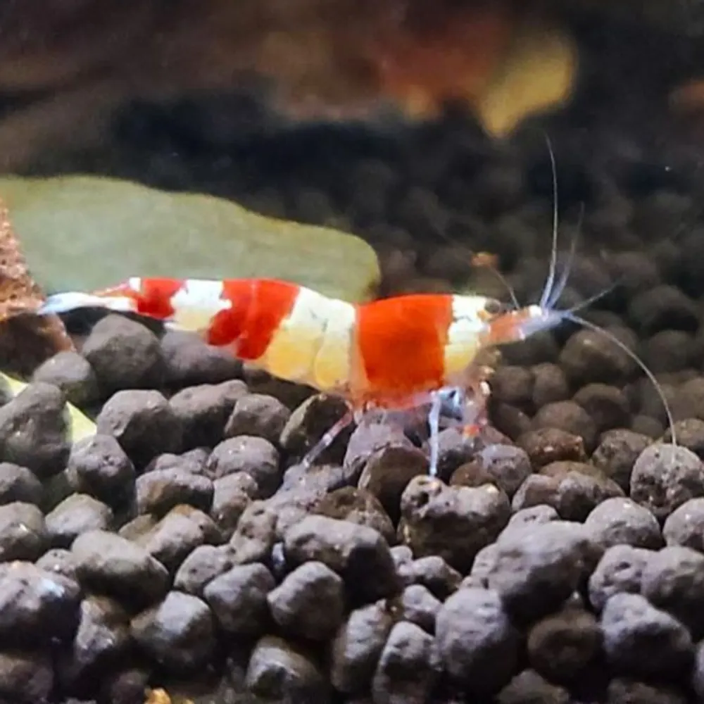 neitherman.bsky.social's profile picture