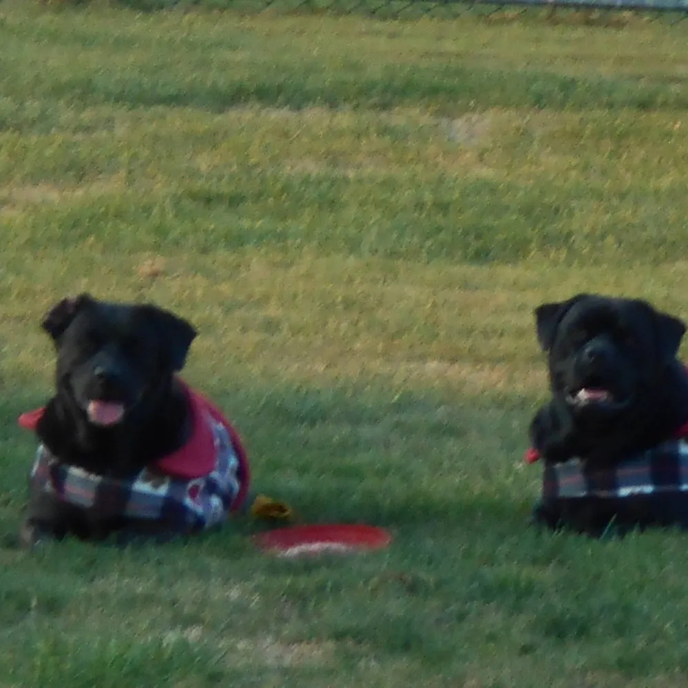 mammalea.bsky.social's profile picture