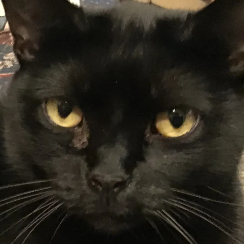 autismsupream.bsky.social's profile picture