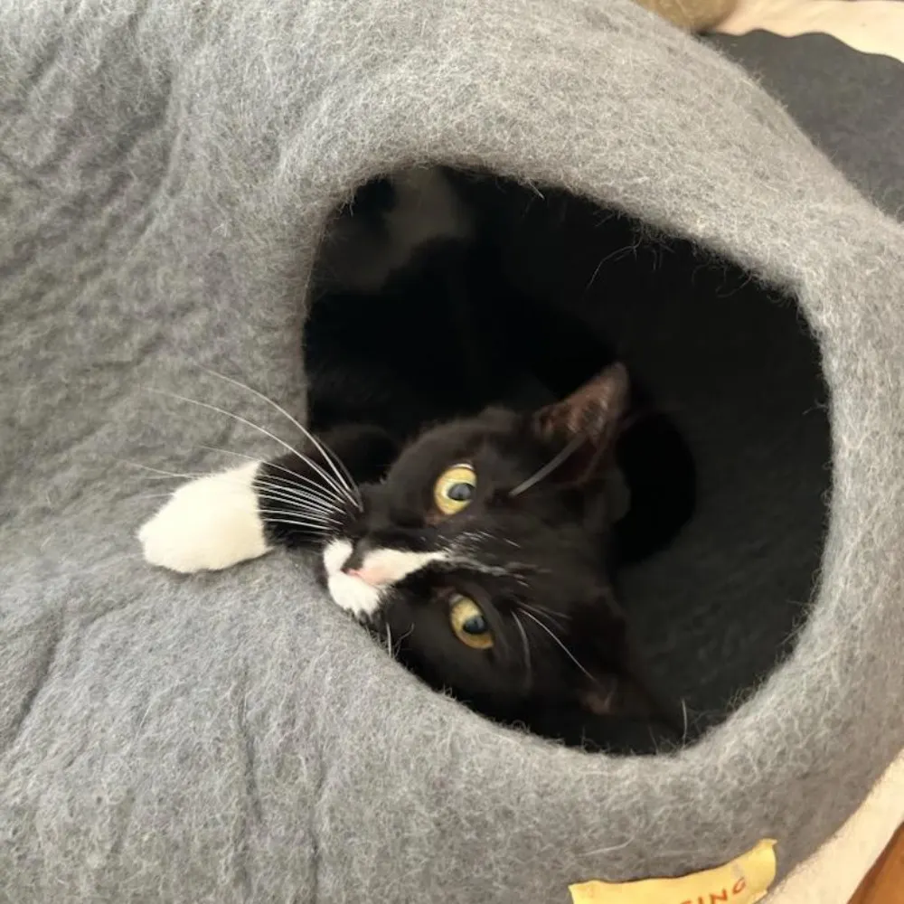 rosebrier.bsky.social's profile picture