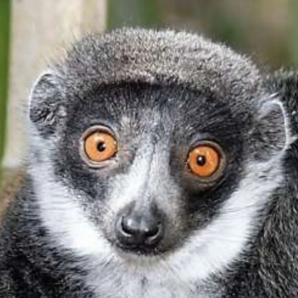 graylemur.bsky.social's profile picture