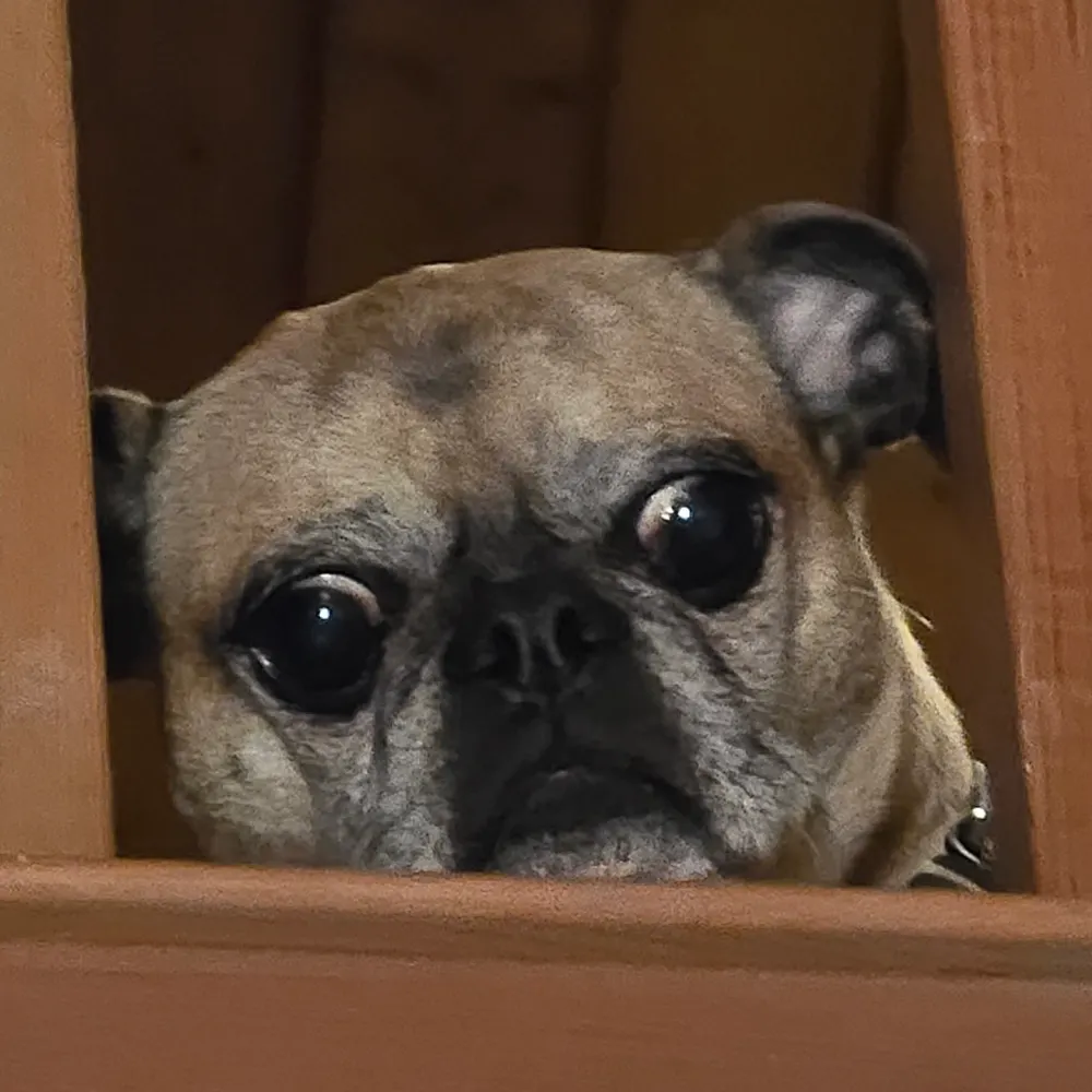 ellz.bsky.social's profile picture