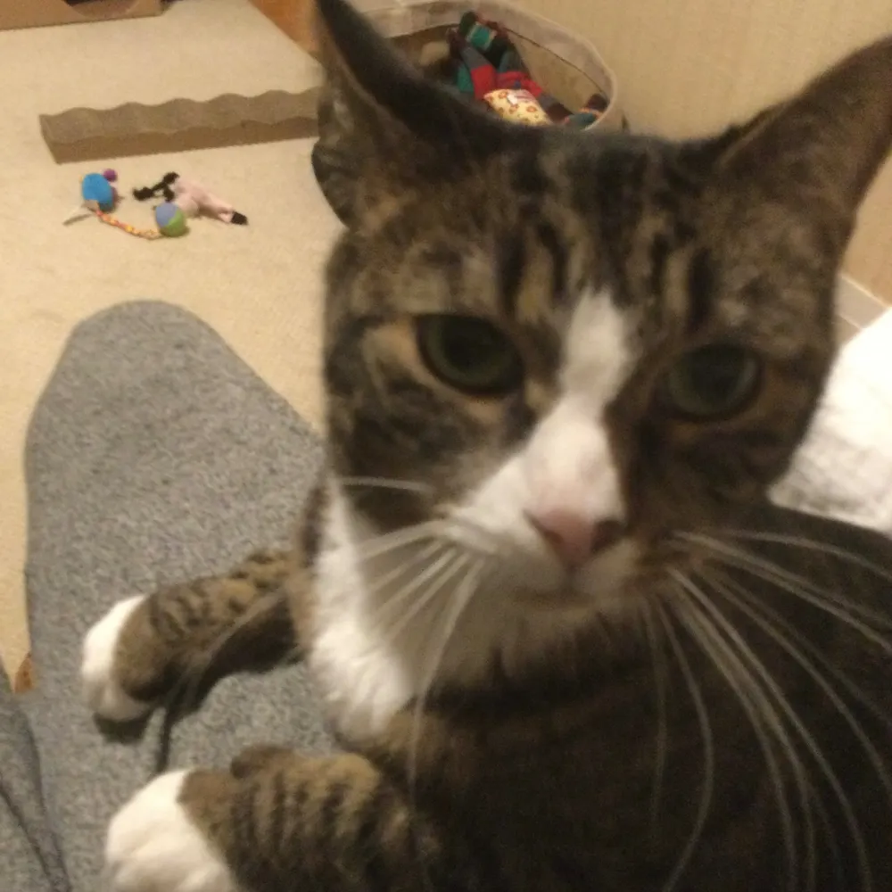 swiftian.bsky.social's profile picture