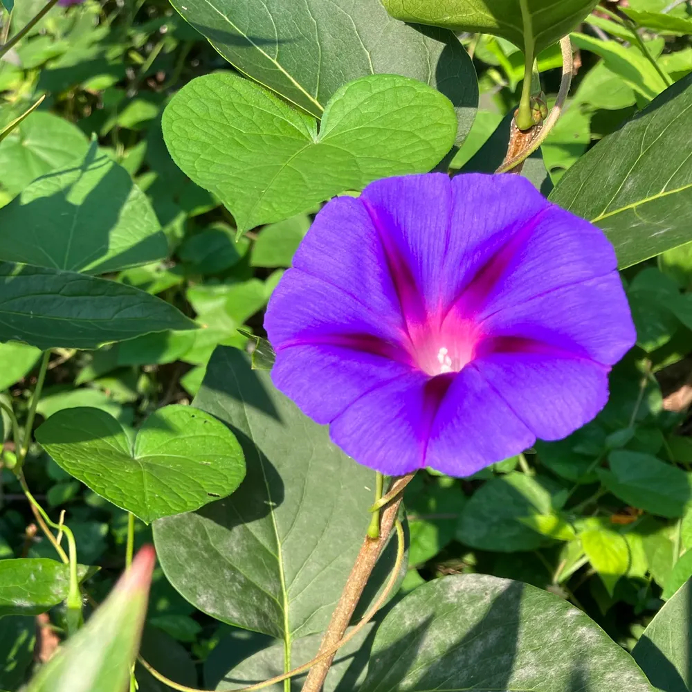 jesse41.bsky.social's profile picture