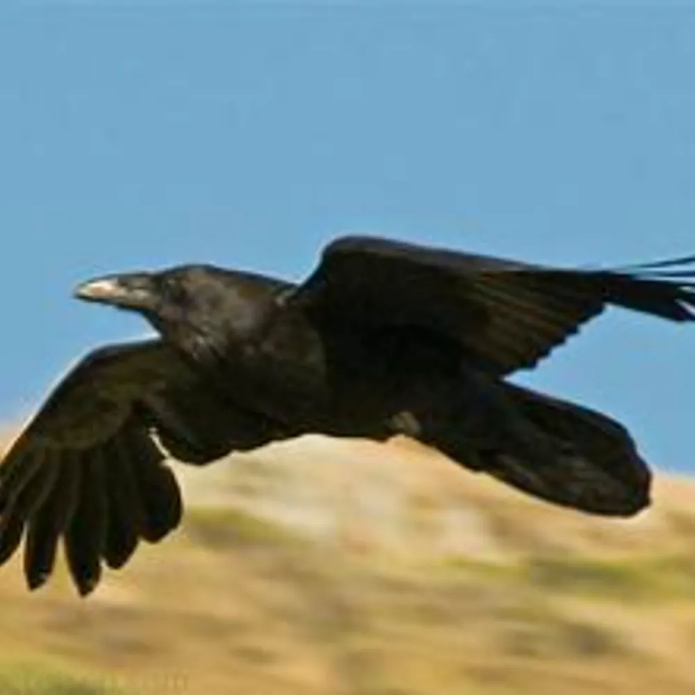 hawkeagleraven.bsky.social's profile picture