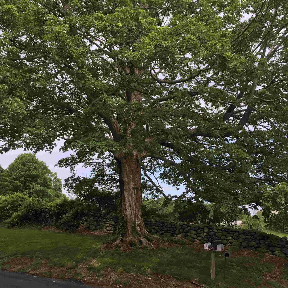 susanwabuda.bsky.social's profile picture