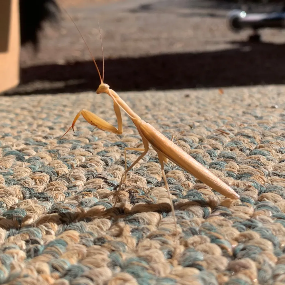 isaacdoublet.bsky.social's profile picture