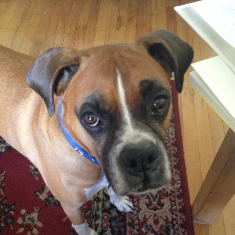 hepaticanobilis.bsky.social's profile picture